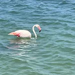 Sea View - لا مانغا ذيل مار مينور